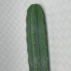 San Pedro Cactus