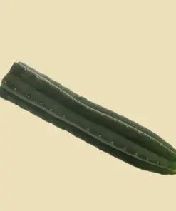 San Pedro Cactus