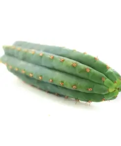 trichocereus