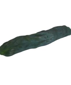 San Pedro Cutting Monstrosus 25 – 35 cm