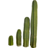 Trichocereus