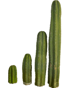 Trichocereus