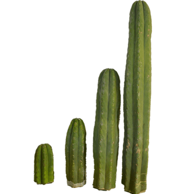 Trichocereus