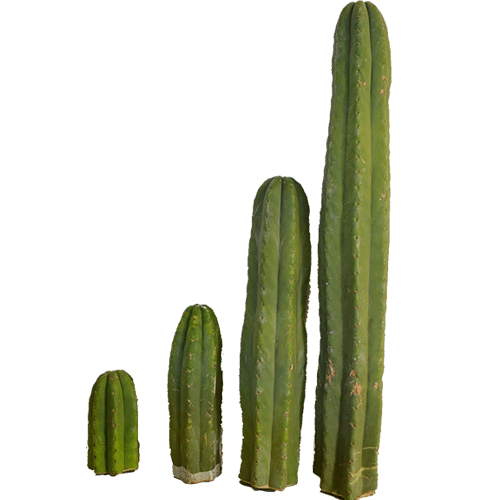 San-Pedro-Cutting-Peruvianus-Trichocereus-25-35-CM Trichocereus