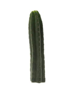 San Pedro Pachanoi