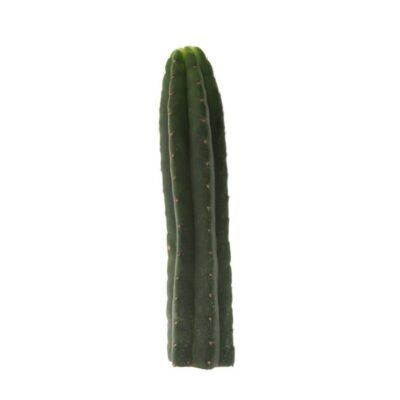 San Pedro Pachanoi