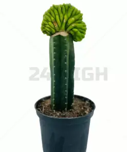 Trichocereus Pachanoi